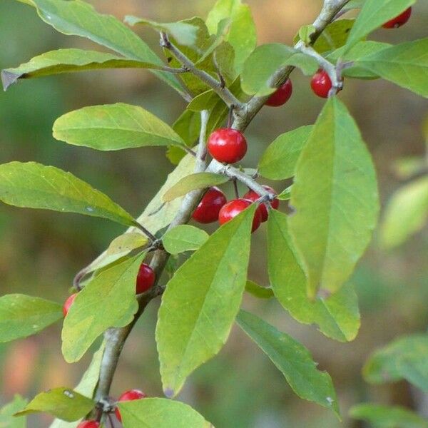 Ilex decidua Fruit