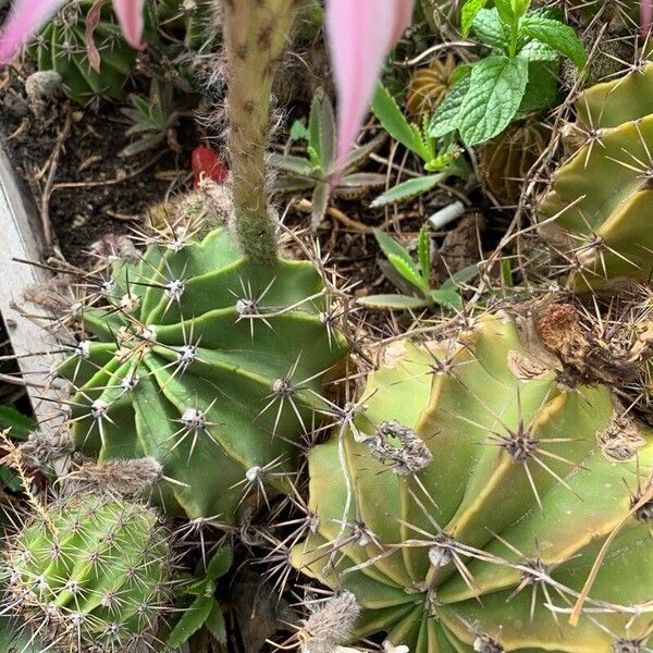 Echinopsis oxygona Flors