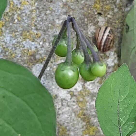 Solanum nigrum Плод