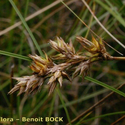 Carex colchica Fruct