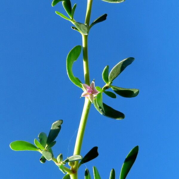 Sesuvium portulacastrum Habit