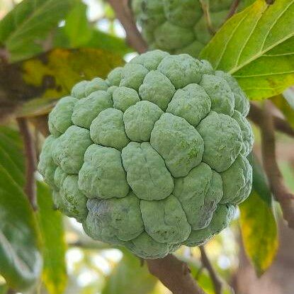 Annona squamosa Ffrwyth