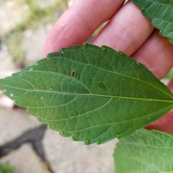 Acalypha virginica Leaf