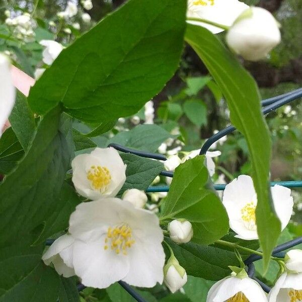 Philadelphus coronarius Flor