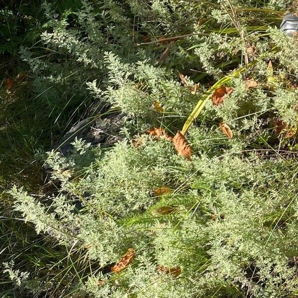 Artemisia pontica Blatt