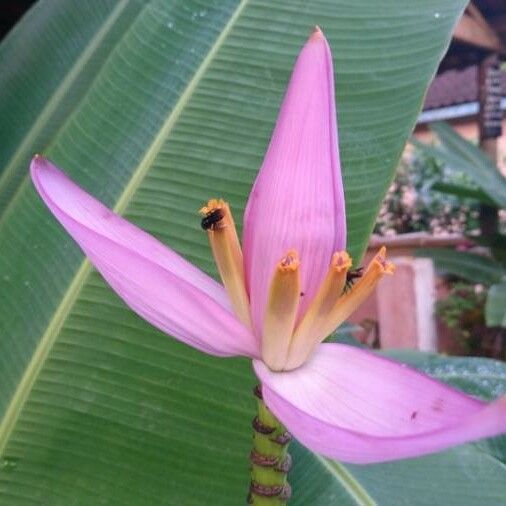 Musa ornata फूल