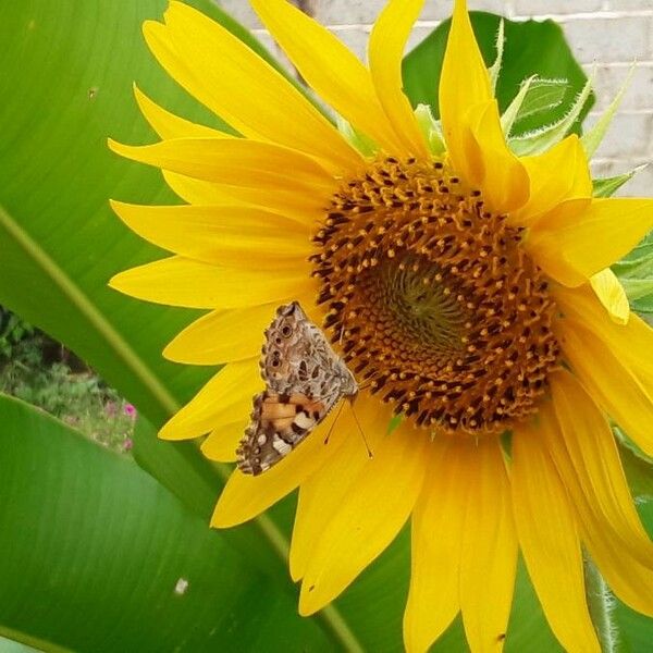 Helianthus annuus Flor