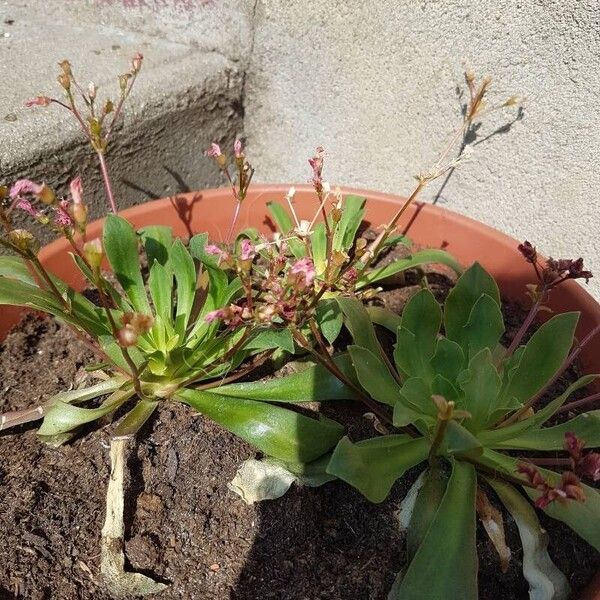 Lewisia cotyledon পাতা