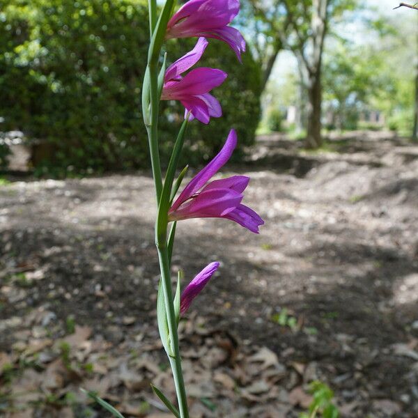 Gladiolus imbricatus Flower