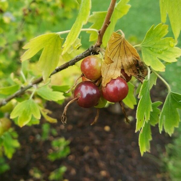 Ribes aureum Frutto