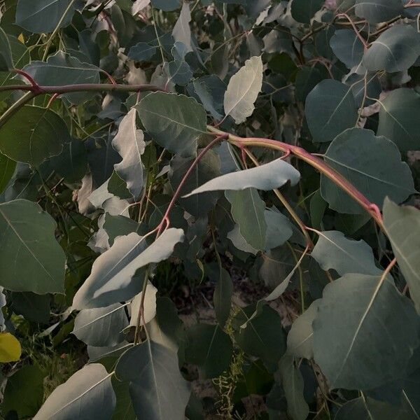 Eucalyptus polyanthemos Лист