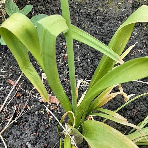 Allium giganteum List