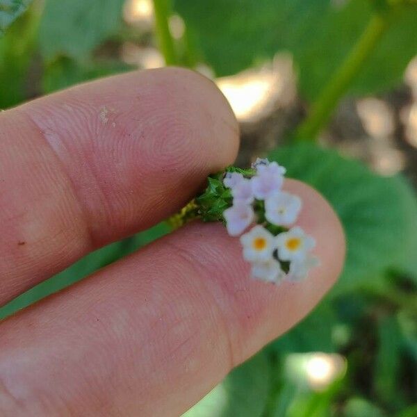 Heliotropium indicum Flors