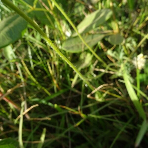 Tridax procumbens Casca