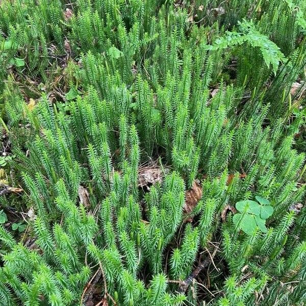 Lycopodium annotinum ശീലം