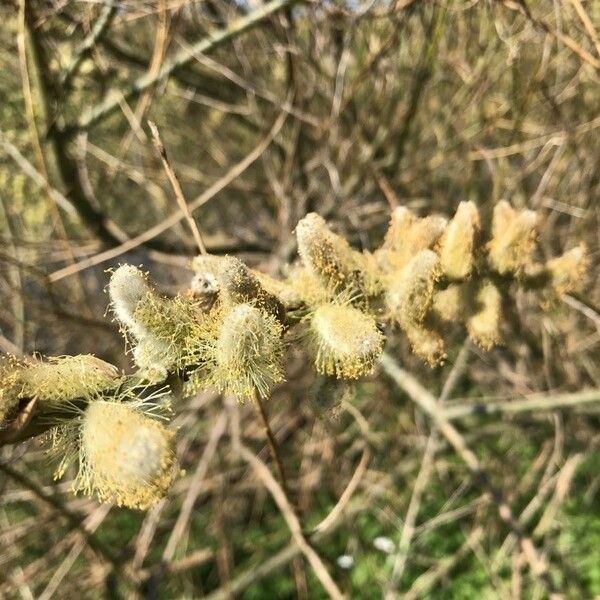 Salix atrocinerea Flower