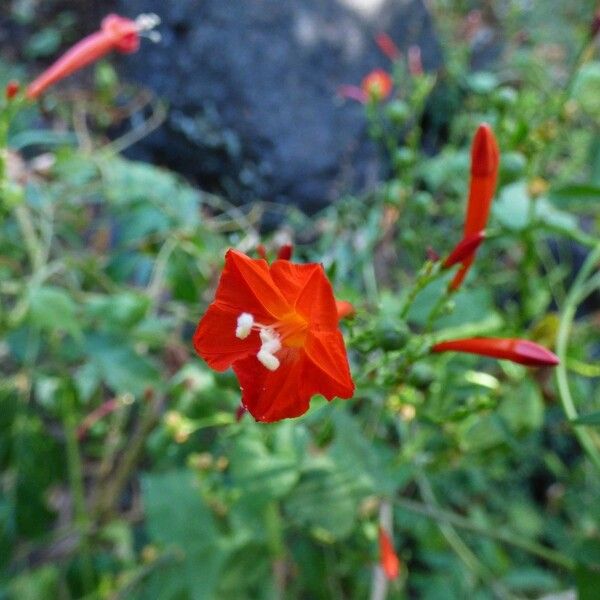 Ipomoea hederifolia Žiedas