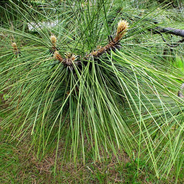 Pinus pinaster 葉