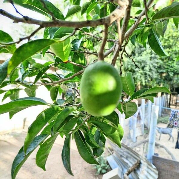 Irvingia gabonensis Fruit