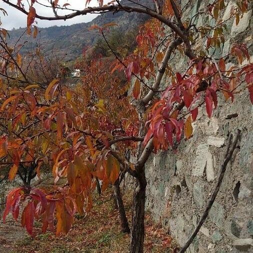 Prunus persica Staniste