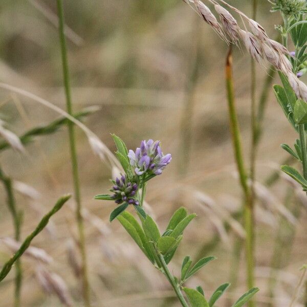 Medicago sativa Blüte