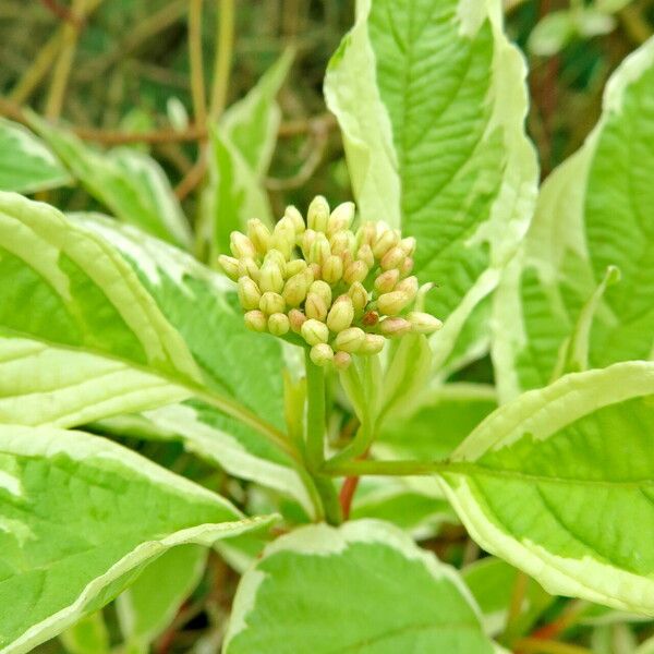 Cornus alba Flor