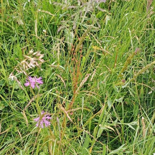 Centaurea napifolia Vekstform