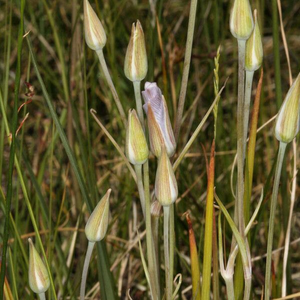 Calochortus excavatus Flower