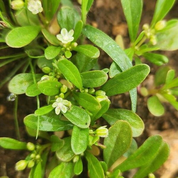 Gisekia pharnaceoides Flower