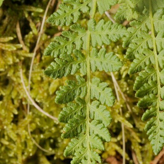 Woodsia ilvensis 叶