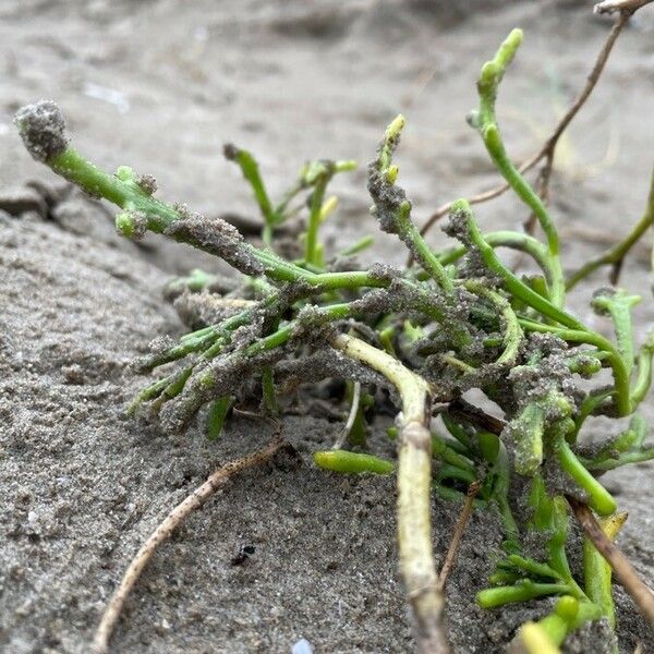 Salicornia europaea Folla