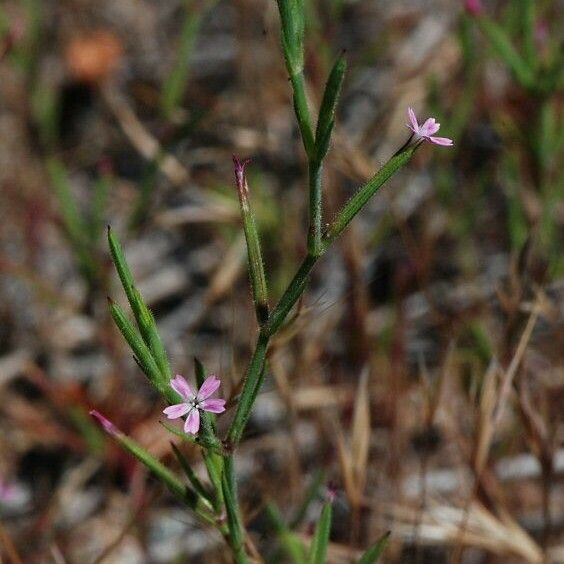 Dianthus nudiflorus Habit