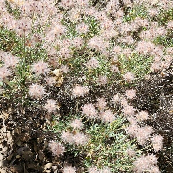 Ebenus stellata 形态