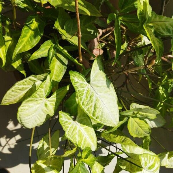 Syngonium podophyllum Folla