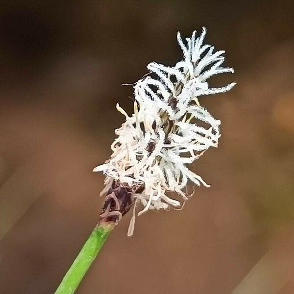 Eleocharis palustris Цветок