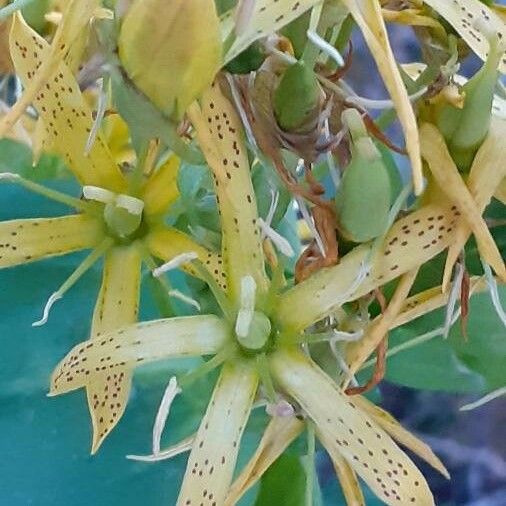 Gentiana lutea Floare