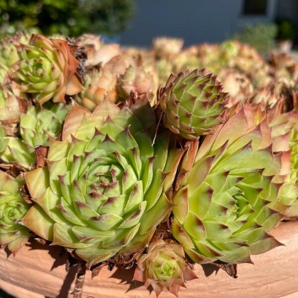 Sempervivum tectorum পাতা