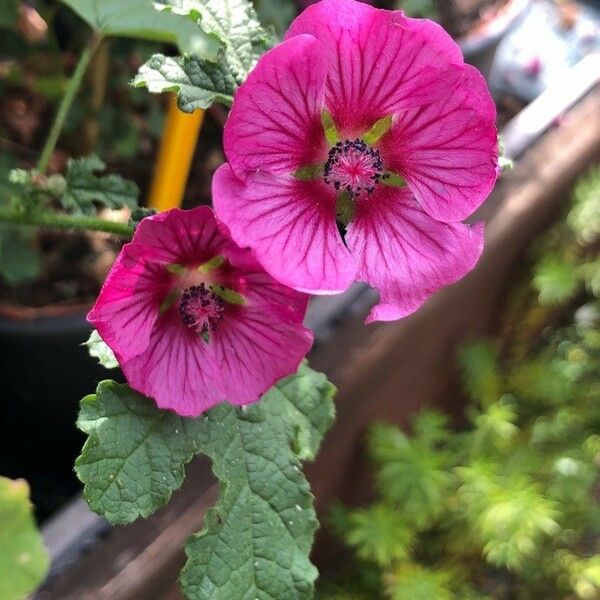 Anisodontea capensis Flower