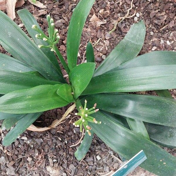 Clivia miniata पत्ता