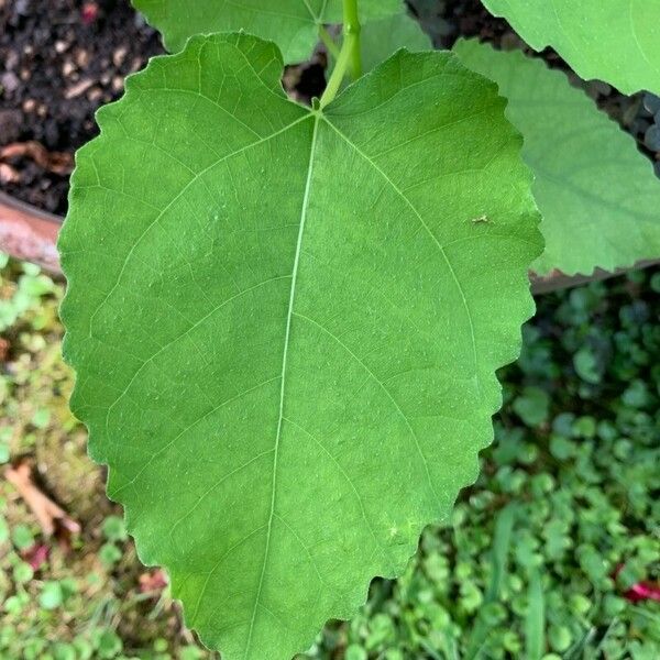 Ficus palmata Leaf