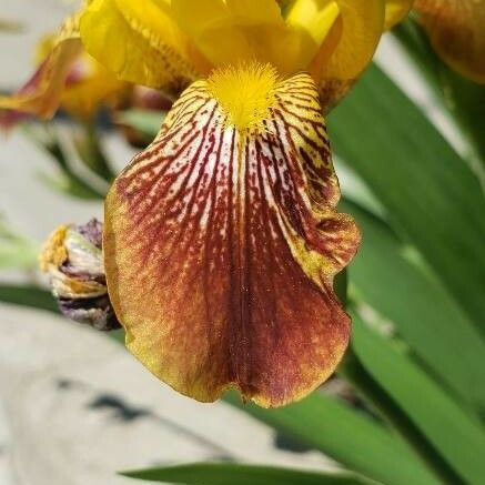 Iris variegata Blomst