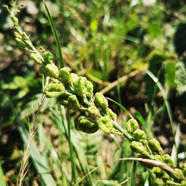 Reseda lutea Плод