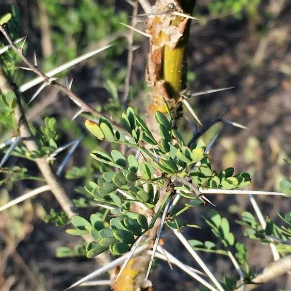 Vachellia exuvialis Blad