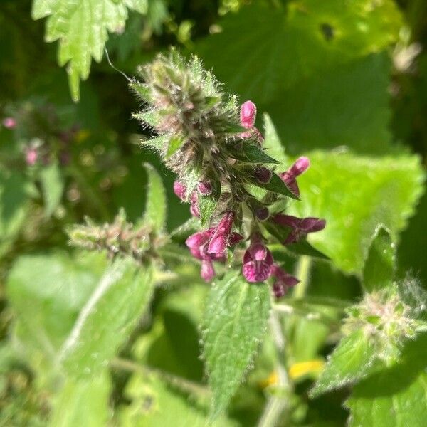 Stachys sylvatica Fleur