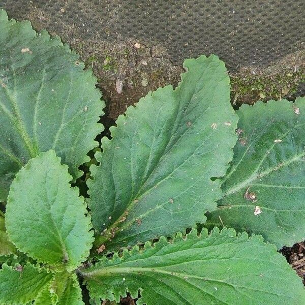 Solidago flexicaulis Leaf