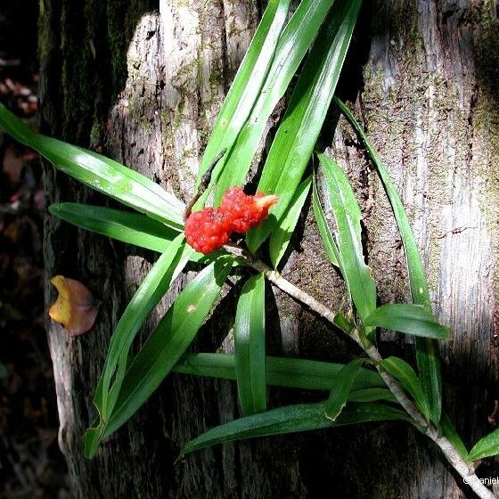 Freycinetia schlechteri ᱡᱚ