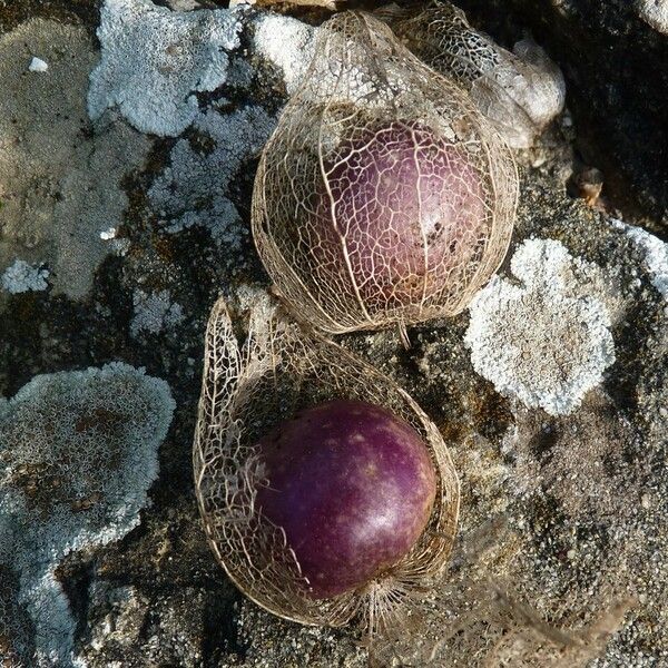 Physalis philadelphica Frucht