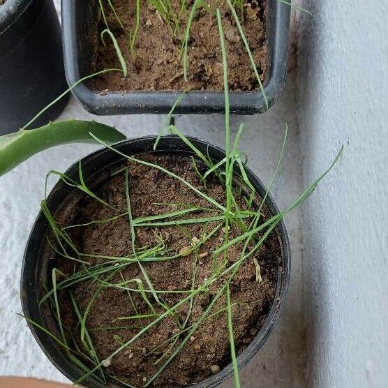 Allium tuberosum Blad