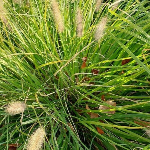 Cenchrus alopecuroides Blad