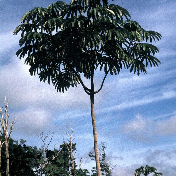 Cecropia sciadophylla موطن